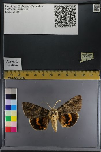 Media type: image;   Entomology 747036